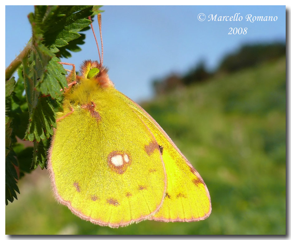 Il primo Ropalocero del 2008: Colias croceus